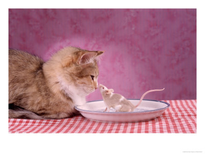 Cat Touching Noses With Mouse On Dinner Plate by Richard Stacks Pricing Limited Edition Print image
