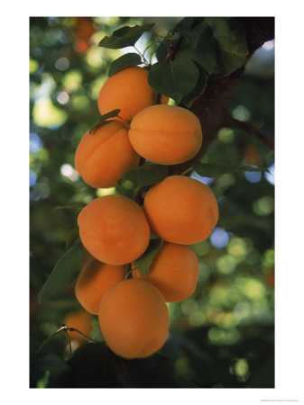 Apricots On Branch by Inga Spence Pricing Limited Edition Print image