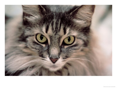Maine Coon Cat by Charles Shoffner Pricing Limited Edition Print image