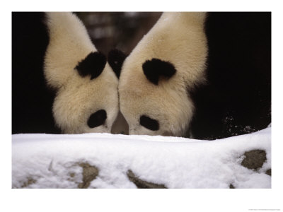 National Zoo Pandas Play In The Snow On A Winter Day by Taylor S. Kennedy Pricing Limited Edition Print image
