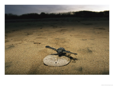 Young Pacific Ridley Turtle On A Sand Dollar by Steve Winter Pricing Limited Edition Print image
