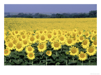 Sunflower Field, Ks by Inga Spence Pricing Limited Edition Print image