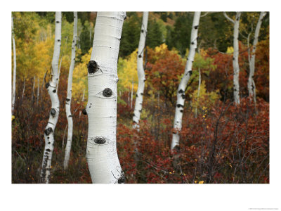 The White Bark Of Autumn Colored Aspen Trees by Charles Kogod Pricing Limited Edition Print image