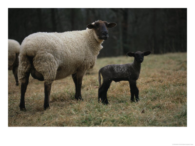 Newborn Lamb And Its Ewe by Stephen Alvarez Pricing Limited Edition Print image