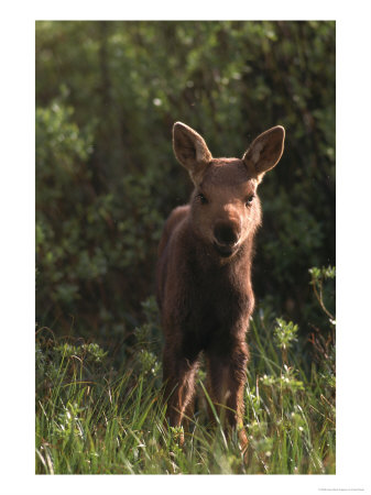 Baby Moose, Grand Teton National Park, Wy by Frank Staub Pricing Limited Edition Print image