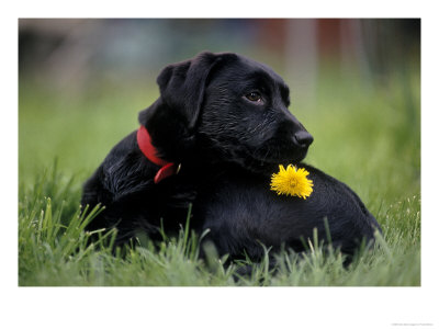 Black Labrador Retriever Puppy With Flower by Frank Siteman Pricing Limited Edition Print image