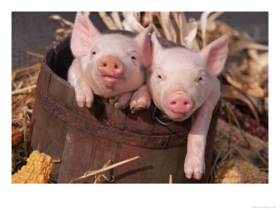 Mixed-Breed Piglets In A Barrel by Lynn M. Stone Pricing Limited Edition Print image
