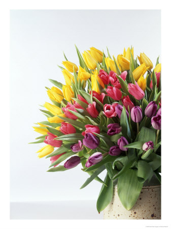 Tulips by Michael Marzelli Pricing Limited Edition Print image
