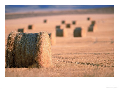 Hay, Mt by Wiley & Wales Pricing Limited Edition Print image
