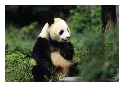 A Giant Panda Smelling A Flower, National Zoo, Washington D.C. by Taylor S. Kennedy Pricing Limited Edition Print image