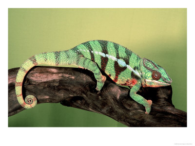 Panther Chameleon Lizard, Sambava, Madagascar by Marian Bacon Pricing Limited Edition Print image