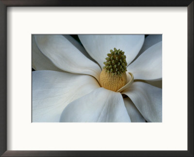 Fruit Cone Of Southern Magnolia Tree Flower by Robert Finken Pricing Limited Edition Print image