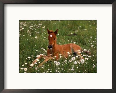 Arabian Pony, Oregon, Usa by Janis Miglavs Pricing Limited Edition Print image