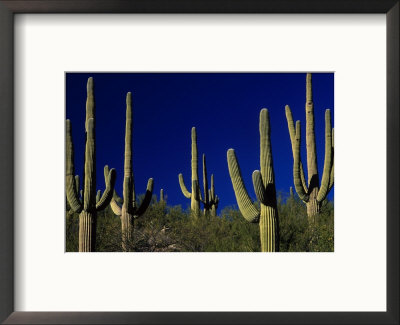Saguaro Cacti, Az by Wallace Garrison Pricing Limited Edition Print image