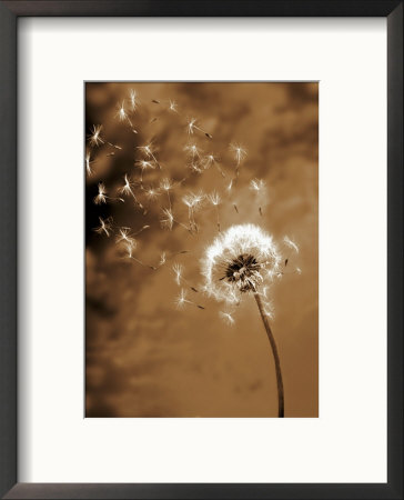 Dandelion Seed Blowing Away by Terry Why Pricing Limited Edition Print image