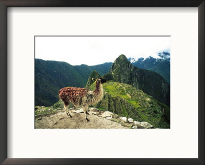 Llama, Machu Picchu, Peru by Jacob Halaska Pricing Limited Edition Print image