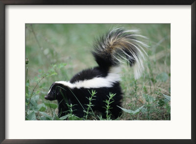 Striped Skunk by Erwin Nielsen Pricing Limited Edition Print image
