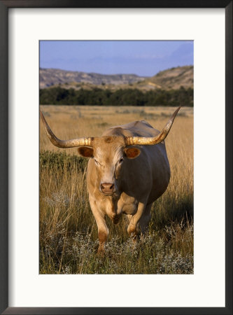 Texas Longhorn, North Dakota Badlands by Lynn M. Stone Pricing Limited Edition Print image