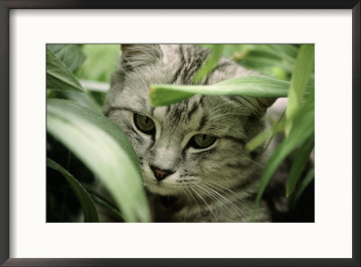 Grey Striped Cat With Leaves by Bill Whelan Pricing Limited Edition Print image