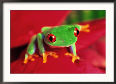 Red-Eyed Tree Frog by David Davis Pricing Limited Edition Print image