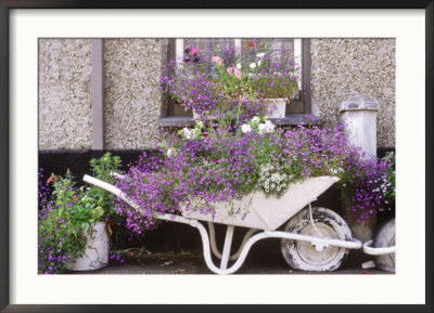 Wheelbarrow Under Window & Window Box, Lobelia, Alyssum & Petunia by Ann Kelley Pricing Limited Edition Print image