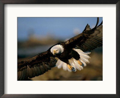An American Bald Eagle Flies In For A Landing by Paul Nicklen Pricing Limited Edition Print image