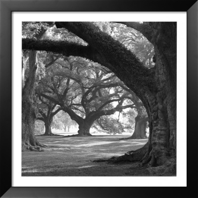Oak Alley, West Row by William Guion Pricing Limited Edition Print image