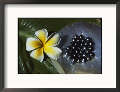 Black Pearls And Hibiscus Flower by Paul Chesley Pricing Limited Edition Print image
