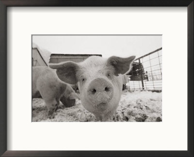 Portrait Of A Young Pig by Joel Sartore Pricing Limited Edition Print image