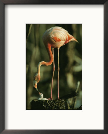 A Caribbean Flamingo Stands On Its Nest And Feeds Its Chick by Steve Winter Pricing Limited Edition Print image