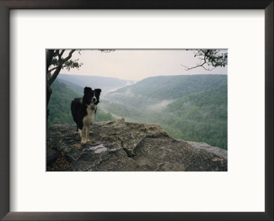 A Border Collie Stands On The Bluff At Ravens Point, Tennessee by Stephen Alvarez Pricing Limited Edition Print image