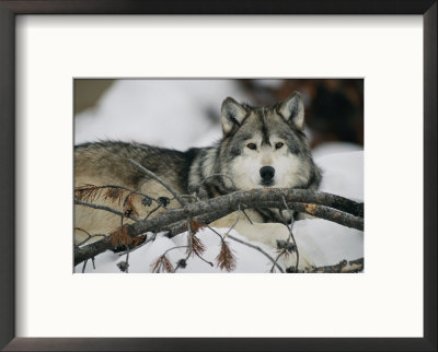 Portrait Of A Captive Gray Wolf by Roy Toft Pricing Limited Edition Print image