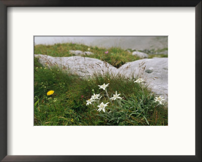 Edelweiss Flowers Blooming Among Rocks by Norbert Rosing Pricing Limited Edition Print image