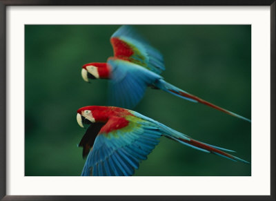 A Mated Pair Of Red-And-Green Macaws by Joel Sartore Pricing Limited Edition Print image