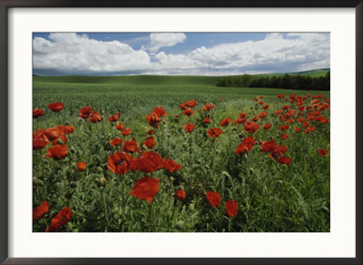 Beautiful Red Poppies Line A Roadside Field Near Moscow, Idaho by Michael Melford Pricing Limited Edition Print image