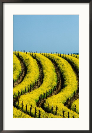 Yellow Mustard In The Vineyards In Spring, Napa Valley, United States Of America by Jerry Alexander Pricing Limited Edition Print image