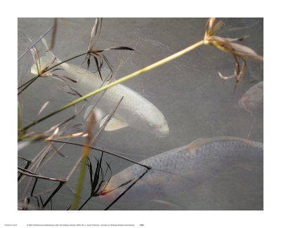 White Coy I by Susan Friedman Pricing Limited Edition Print image