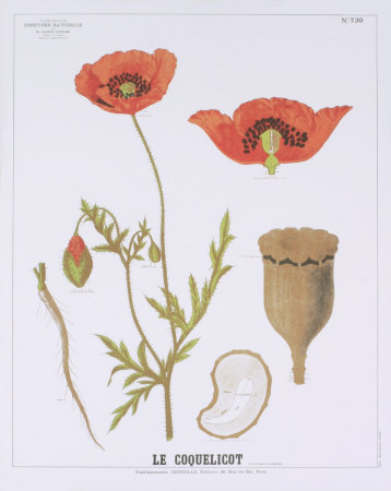 The Poppy Teaching Chart by Deyrolle Pricing Limited Edition Print image