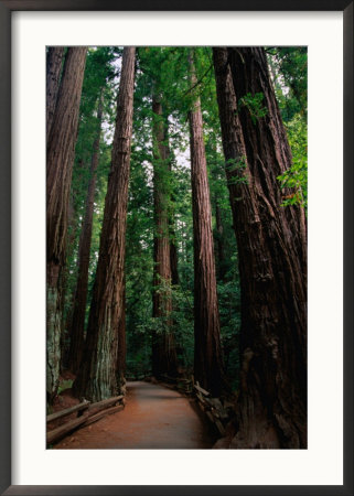 Path Through Redwoods Of Cathedral Grove, Muir Woods National Monument, California, Usa by Stephen Saks Pricing Limited Edition Print image