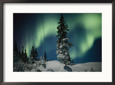 Snow Blanketed Evergreen Trees And The Aurora Borealis At Night by Norbert Rosing Pricing Limited Edition Print image