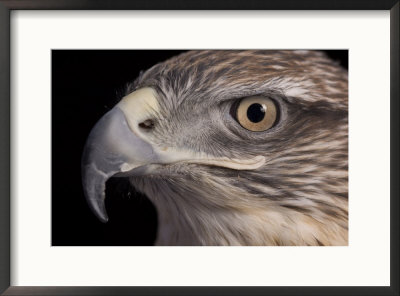 A Captive Ferruginous Hawk (Buteo Regalis) by Joel Sartore Pricing Limited Edition Print image