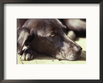 Black Lab Lounges In The Afternoon Sun by Stacy Gold Pricing Limited Edition Print image