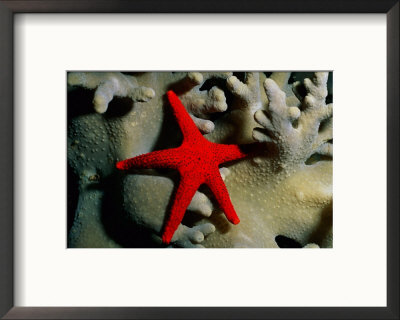 A Brilliant Red Starfish Rests On A Coral by Wolcott Henry Pricing Limited Edition Print image