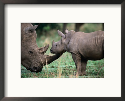 White Rhinceros With Young, Tala Private Game Reserve, Kwazulu-Natal, South Africa by Carol Polich Pricing Limited Edition Print image