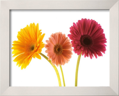 Three Gerberas by Michael Bird Pricing Limited Edition Print image