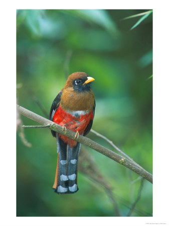 Masked Trogan, Female, Tandayapa Valley, Ecuador by Mark Jones Pricing Limited Edition Print image