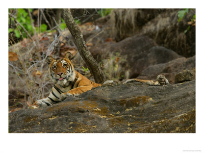 Bengal Tiger, Female Lying, Madhya Pradesh, India by Elliott Neep Pricing Limited Edition Print image