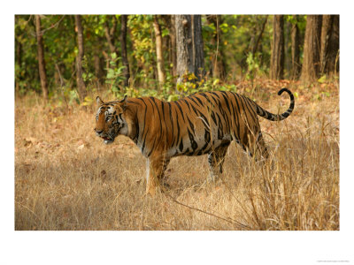 Bengal Tiger, Male Walking In Grass, Madhya Pradesh, India by Elliott Neep Pricing Limited Edition Print image