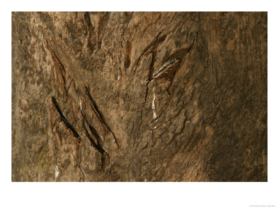 Bengal Tiger, Territorial Scratch Marks On Tree, Madhya Pradesh, India by Elliott Neep Pricing Limited Edition Print image
