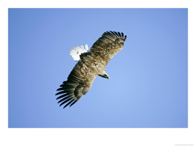 White-Tailed Eagle, Adult In Flight, Norway by Mark Hamblin Pricing Limited Edition Print image